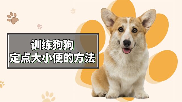 快速训练狗狗定点上厕所