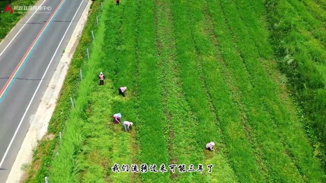 【“三抓三促”行动进行时】罗家集镇大滩村:百亩香豆芳香四溢 有香气有“颜值”