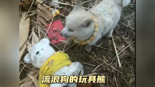 这么可爱的狗狗,孤独无助的他只有他的小熊陪伴,有了新主人收留狗狗,狗狗也没有忘记他的小熊爱护动物人人有责