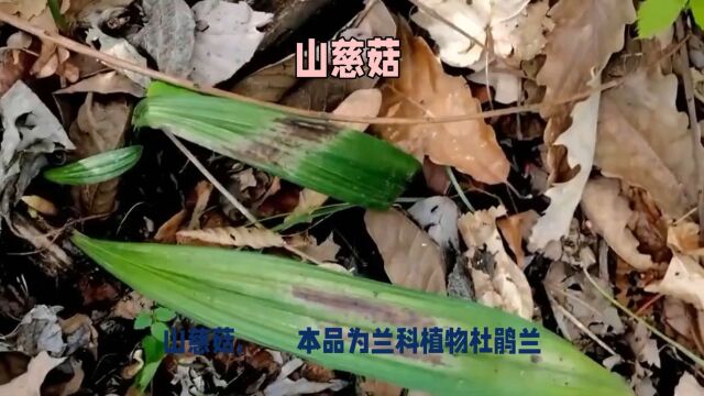 “山慈菇”日常生活小记