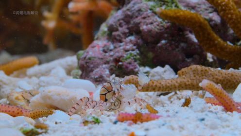 螃蟹拿海葵跳啦啦舞，螳螂虾一锤子能擦出火花，珊瑚礁的神奇生物