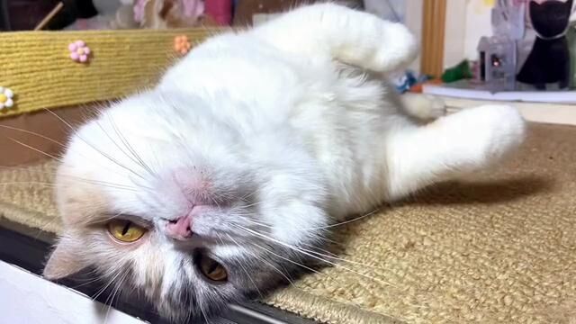 #养猫知识 #科学养宠攻略 科学喂养,让猫咪更好的陪伴在我们身边吧