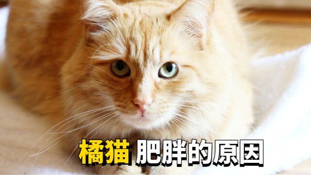 橘猫肥胖的原因是有哪些?原来是这么一肥事!