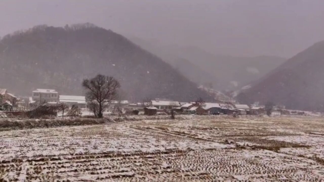 【随拍】雪花飘