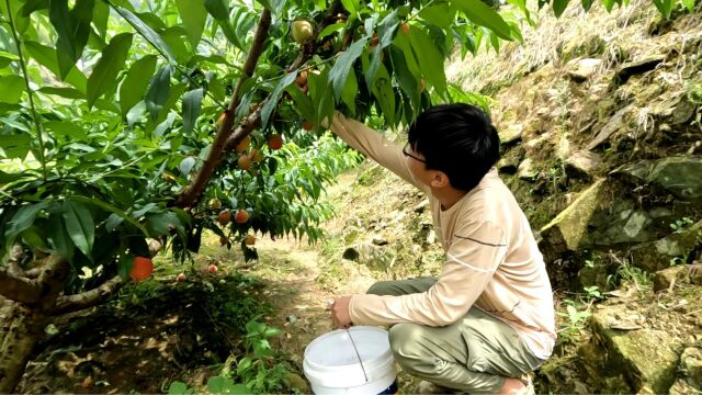 福建桃树分泌神秘胶体,市场售价高达40元一斤,人称素燕窝却无人采摘