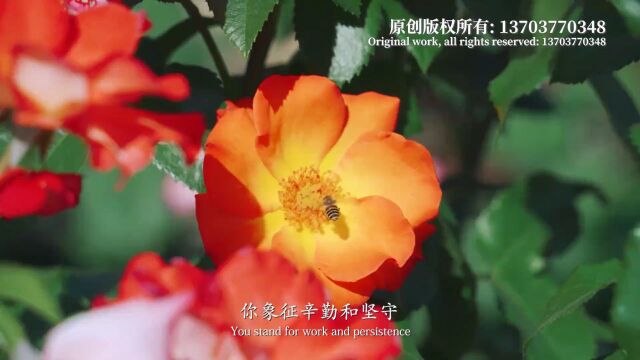 歌曲《多情最是月季花》(赵惠平词曲、刘源源演唱) || 放歌东方