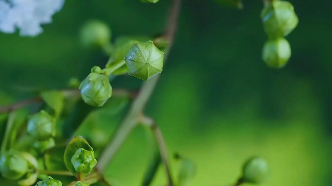 百般红紫斗芳菲 !延时摄影欣赏紫薇花绽放