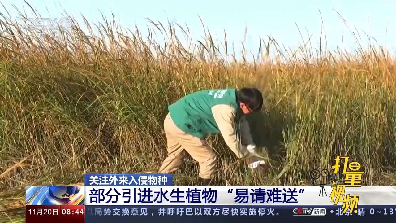 关注外来入侵物种!部分引进水生植物“易请难送”