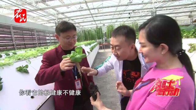 科技助农  气雾培 根系好 病害少