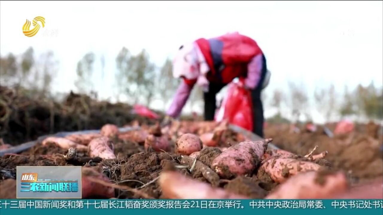 充分发挥合作社引领作用,发展订单红薯种植,探索“甜蜜”致富路