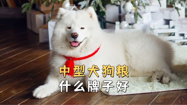 中型犬狗粮什么牌子好?记住这4点,选粮不翻车