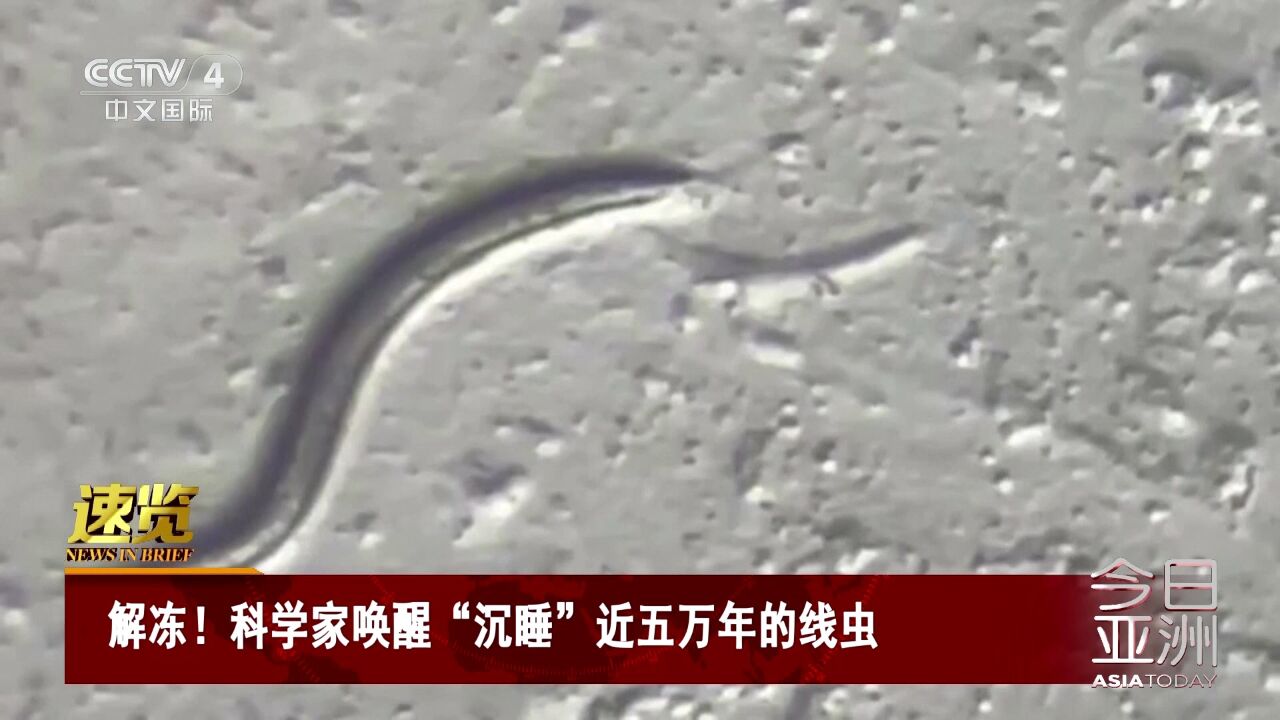 解冻!科学家唤醒“沉睡”近五万年的线虫