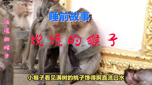 猴子说谎被揭穿了 生活中我们要做个诚实的孩子