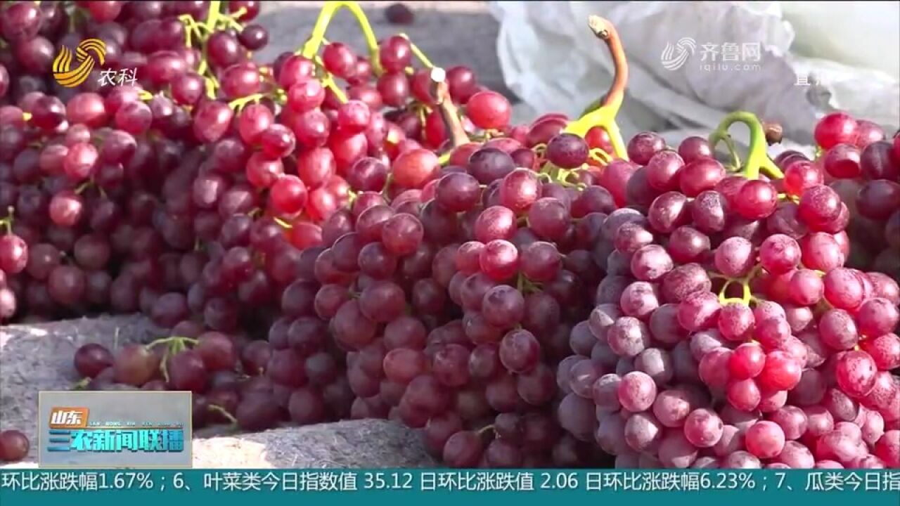 烟台:晚熟葡萄成熟上市,打包装箱运往各地,外地客商前来选购