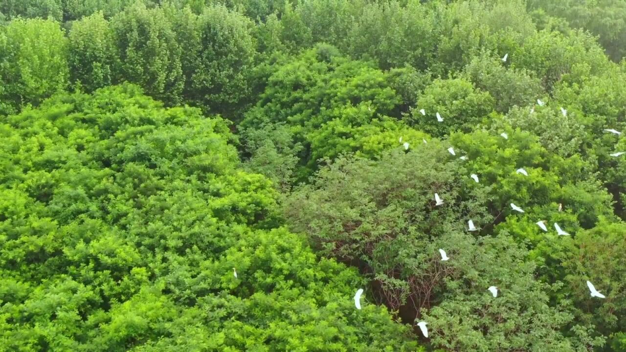 Beautiful Shandong: Ecological forest farm becomes birds' paradise