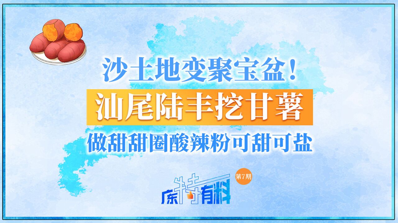 沙土地变聚宝盆!汕尾陆丰挖甘薯,做甜甜圈酸辣粉可甜可盐