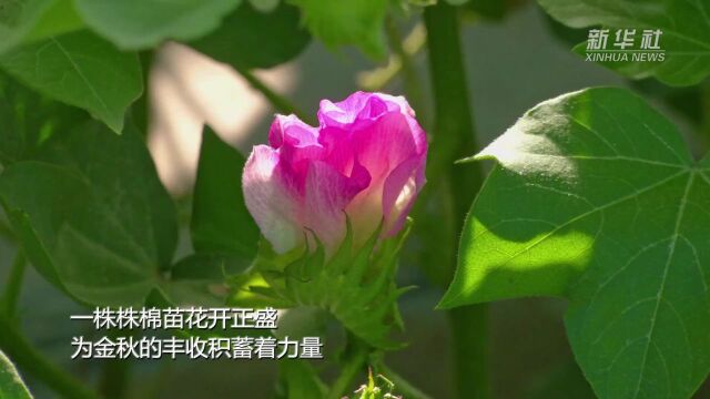 来新疆看棉花“开花”什么样