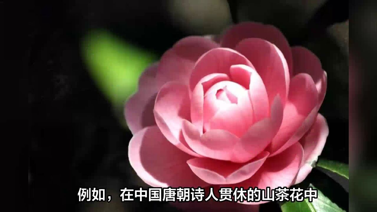 山茶花为什么又叫断头花?揭秘这种冬日里的美丽花朵