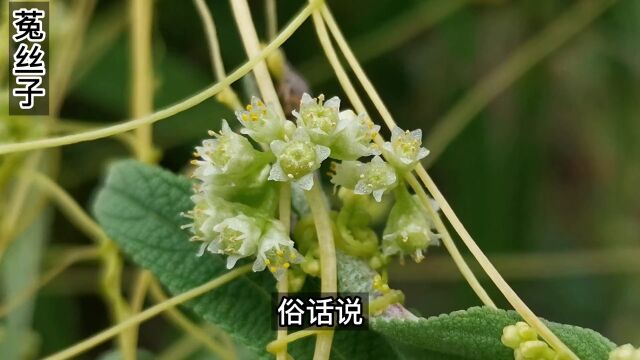 这种常见的杂草作用可比枸杞,却很少人认识,它就是菟丝子#野生植物 #奇花异草 #植物科普 #植物 #菟丝子