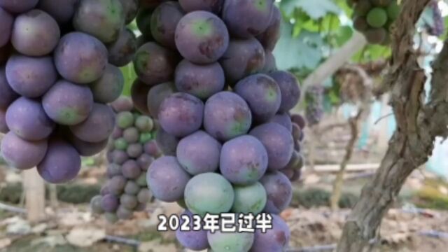 目前国内葡萄市场行情如何,整体属于稳定,但价格有所下滑