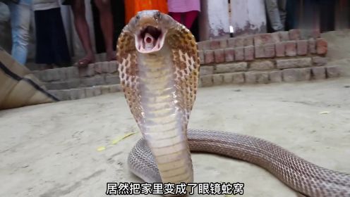 印度古宅变成蛇窝，房主被咬了3次，只得请来世界最强捕蛇人