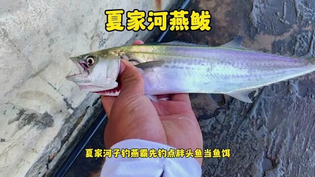 #大连夏家河#海钓燕鲅