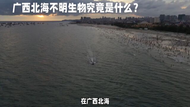 人工智能技术分析出北海浴场袭击游客不明生物