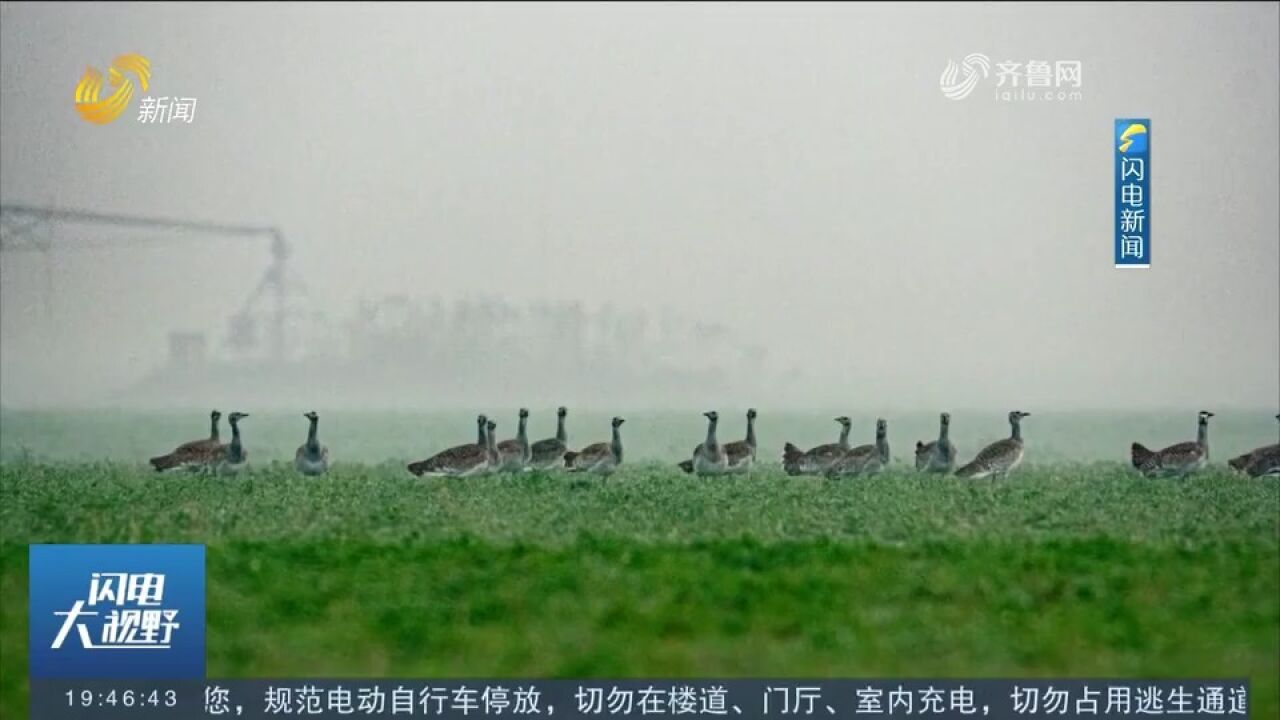 候鸟迁徙、百鸟翔集!国家一级保护动物大鸨现身东明黄河滩区