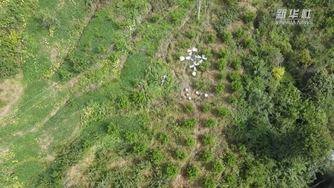 无人机、轨道车……科技助力三峡库区水果采摘运输