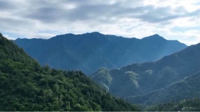 重庆大巴山:珍稀野生动物频现自然保护区