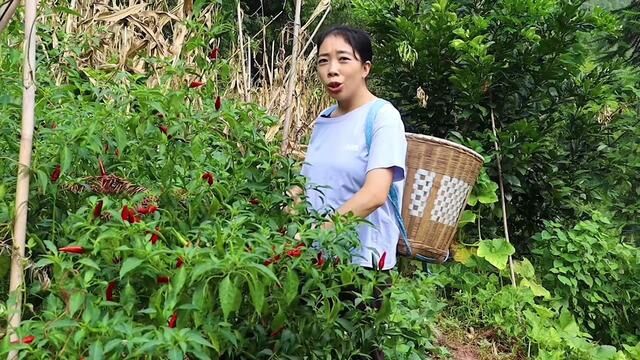 爆雨过后辣椒树都吹倒了,把紫红辣椒摘来做泡辣椒,红的摘来做干辣椒,别说还真不少#记录真实生活 #农村生活