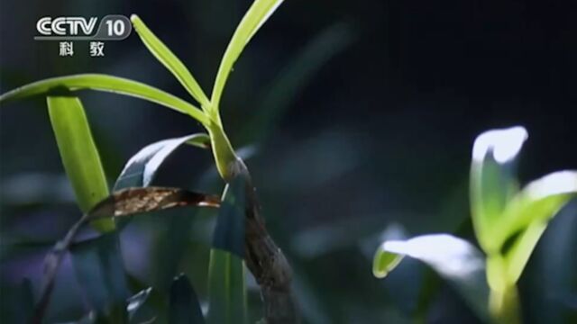 雁荡山自然生态环境优越,加上雨量充沛,温暖湿润,适宜铁皮石斛等稀缺药材的生长