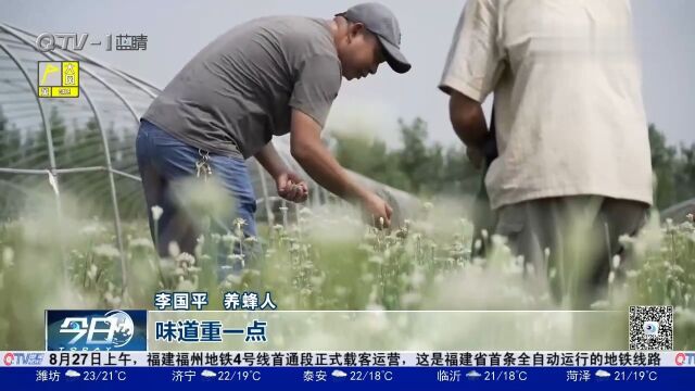 韭花香收货忙!即墨千亩韭菜花开正盛