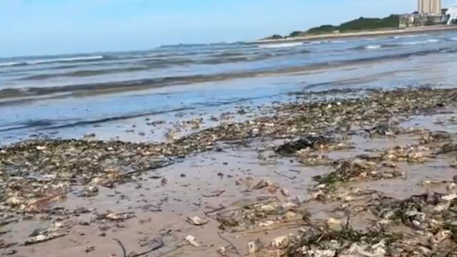 烟台海滩大风后留下大量泸沽虾 网友:住海边惊喜多!