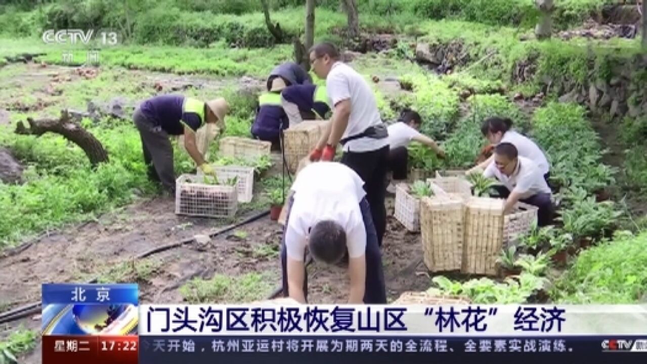 全力减损 北京门头沟区积极恢复山区“林花”经济