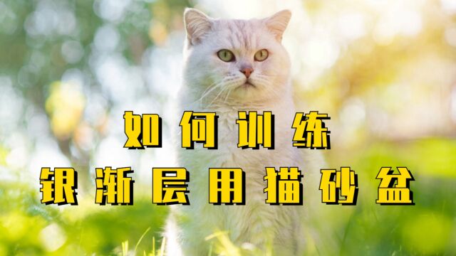 养猫攻略:如何教会银渐层用猫砂盆呢?4招教会你!