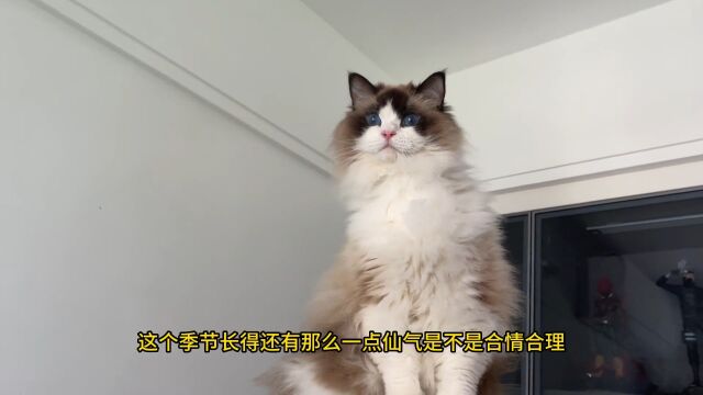 我要养德文卷毛猫,起个什么名字好呢