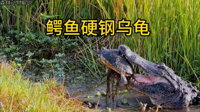 鳄鱼咬乌龟#自然界动物各种奇特捕食画面大全