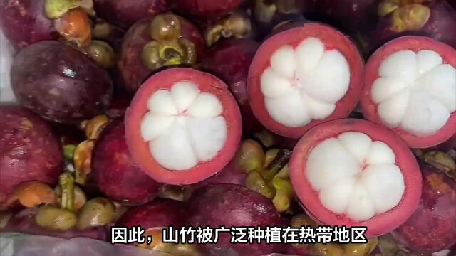 山竹:一种历史悠久且充满神秘色彩的水果