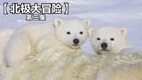 男孩为了让熊宝宝与妈妈团聚，冒着危险穿越北极！第三集