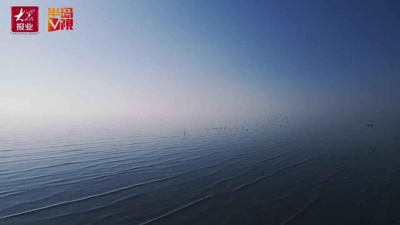 壮观!青岛白沙河入海口现“鸟浪”,多种候鸟翔集竞舞