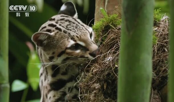 长尾虎猫是树梢上的顶级猎食者,它偷鸟蛋补充营养