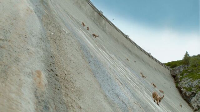 攀岩高手岩羊,岩羊是一种常年生活在高山裸岩地带的羊种,它的外形介于山羊和绵羊之间,比如体型就更像绵羊