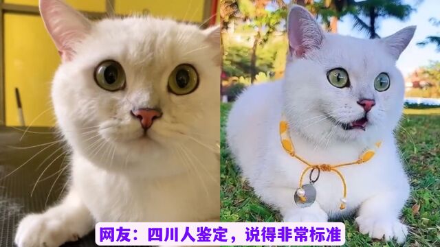 全网说四川话最标准的猫,还很爱干净,网友:这猫成精了