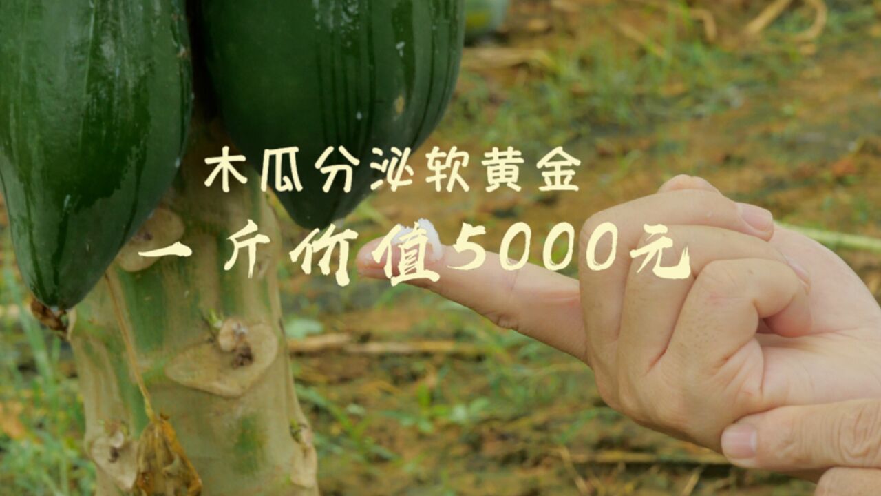 大师试验田——木瓜分泌软黄金,一公斤价值5000元