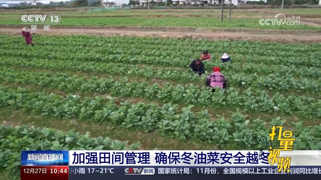 加强田间管理,确保冬油菜安全越冬