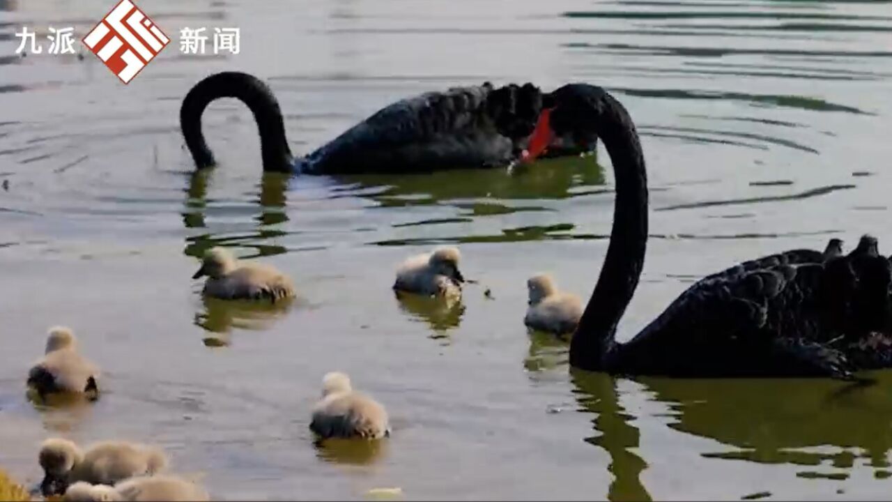 近日,湖北武汉.湖工向武纺捐赠四只黑天鹅后续来了:孵出了第一窝小黑天鹅, 八只新生小天鹅成武纺新晋团宠