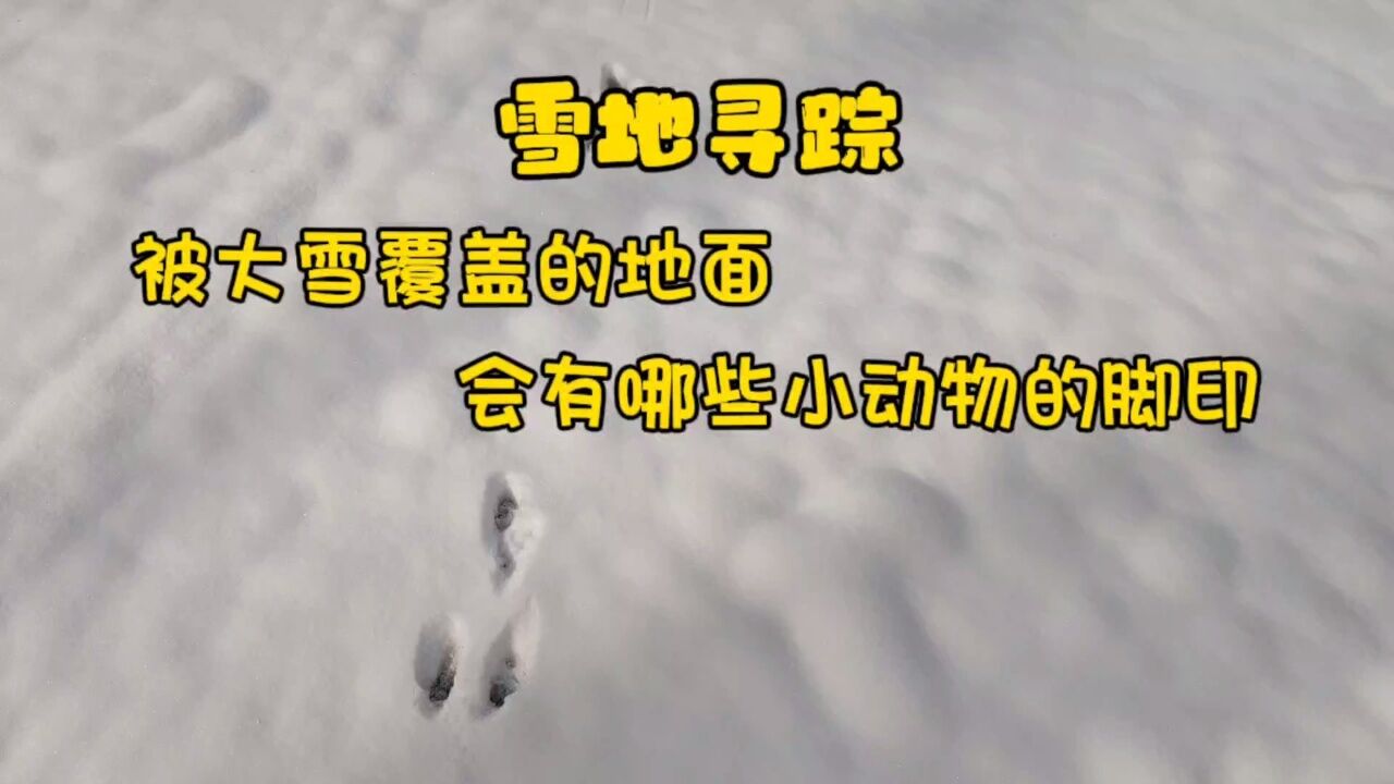 雪地寻踪,被大雪覆盖的地面,会有哪些小动物的脚印