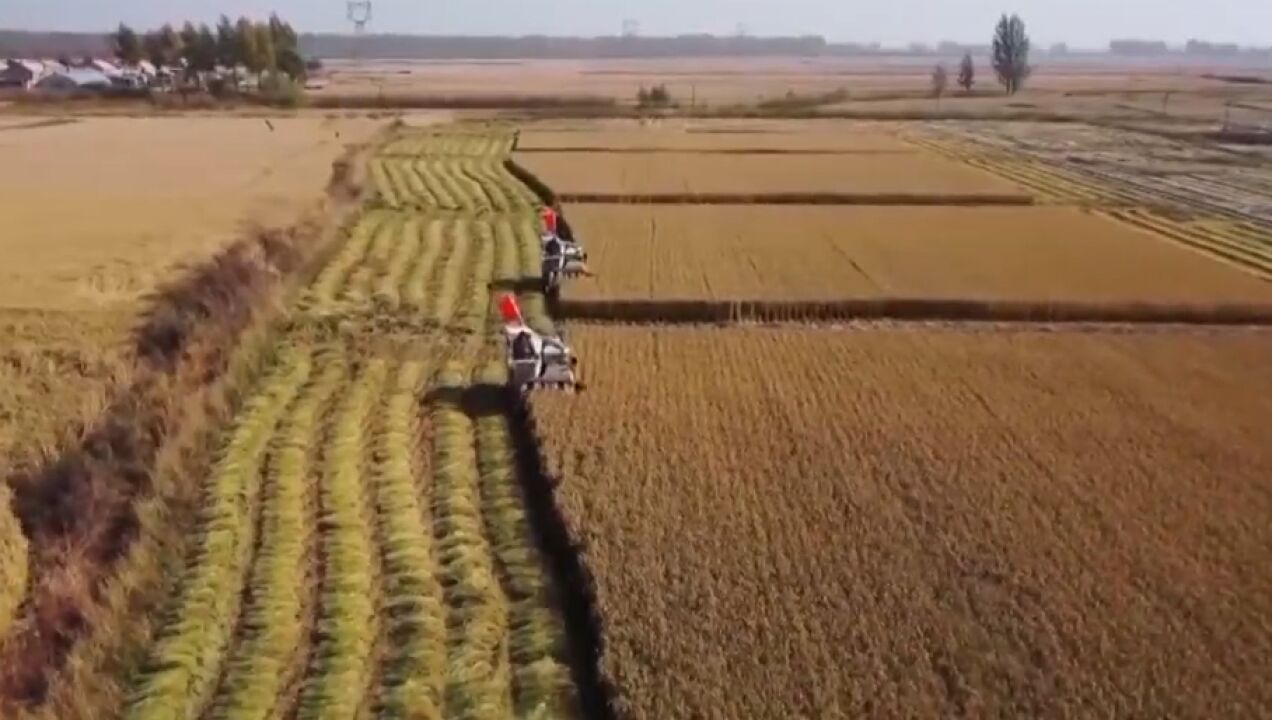 筑梦现代化共绘新图景,姜明:守护黑土粮仓,保障国家粮食安全