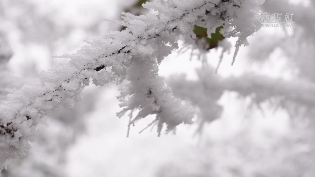 玉树琼枝!贵州大沙河雪景如画